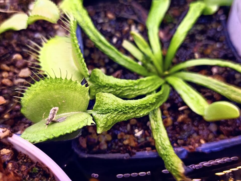 Dionaea muscipula ''Schuppenstiel II''