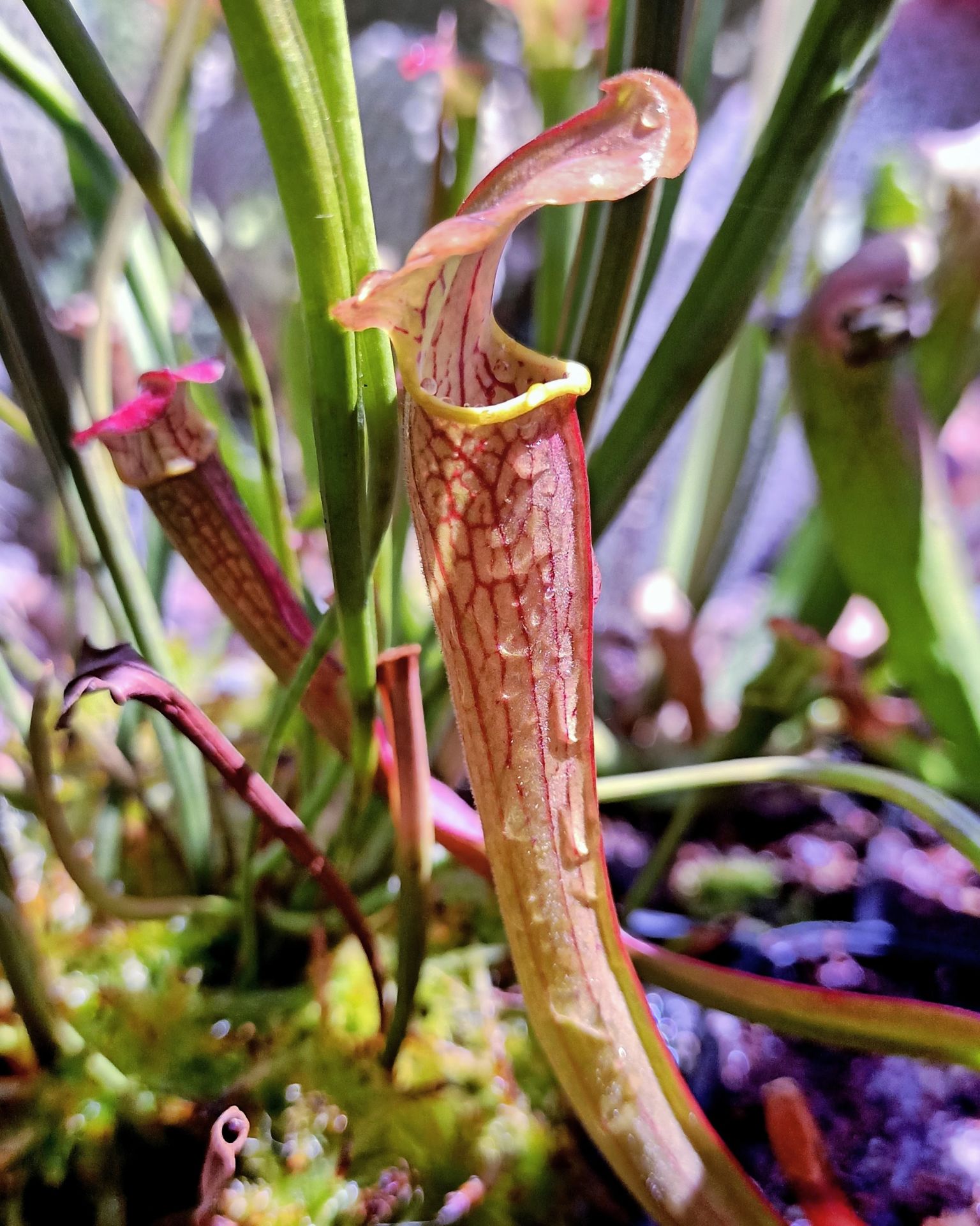 Sarracenia rubra ssp. Alabamensis