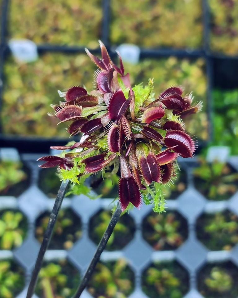 Dionaea muscipula ''bcp f9''