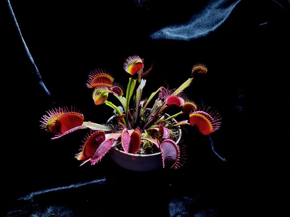 Dionaea muscipula ''bcp f9''