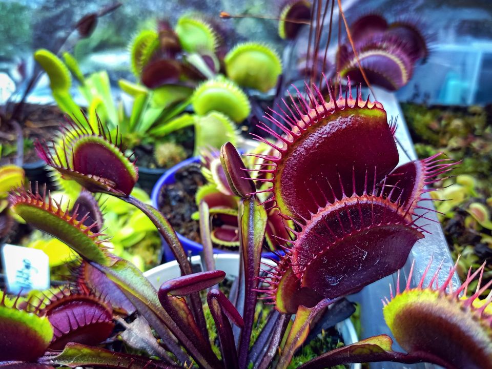 Dionaea muscipula ''bcp f9''