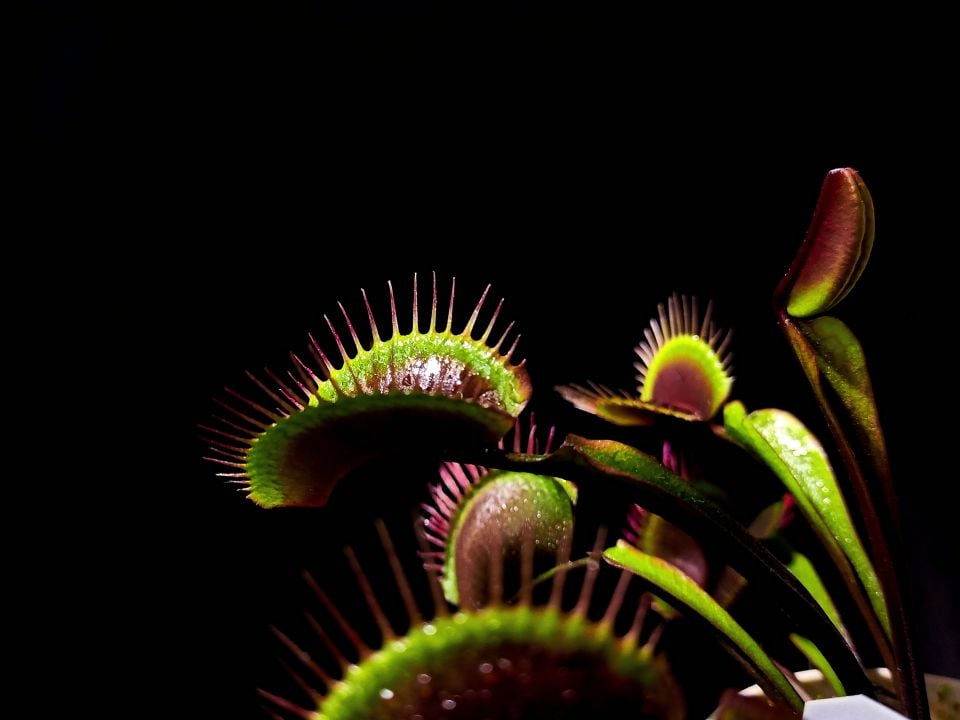 Dionaea muscipula ''bcp f9''
