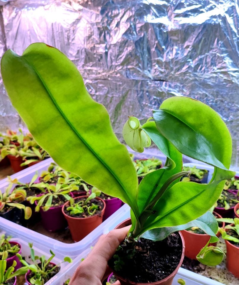Nepenthes Ampullaria ''Long Tom''