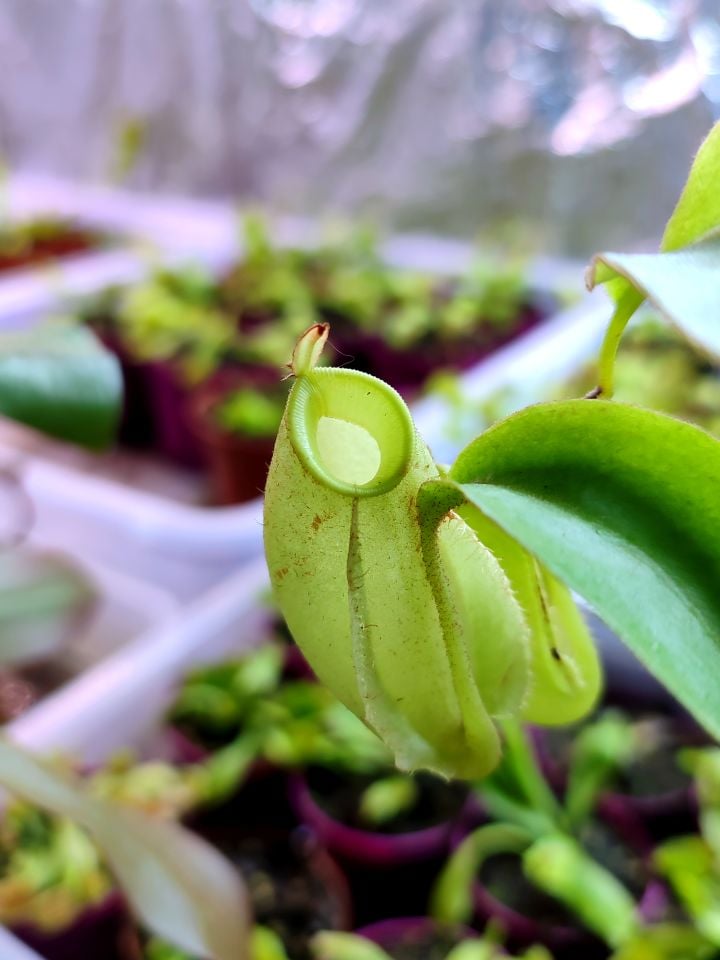 Nepenthes Ampullaria ''Long Tom''
