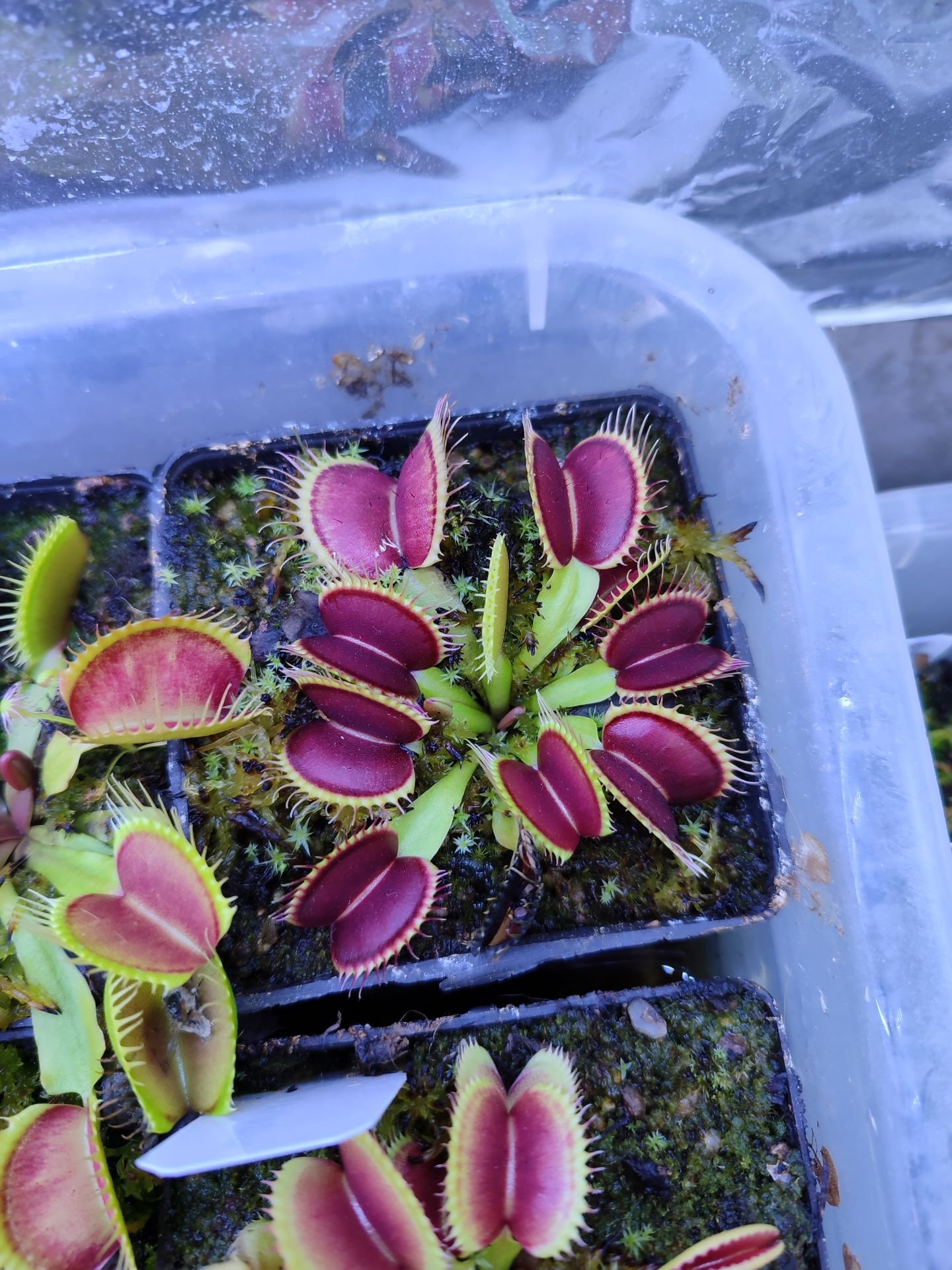 Dionaea muscipula ''DC XL''