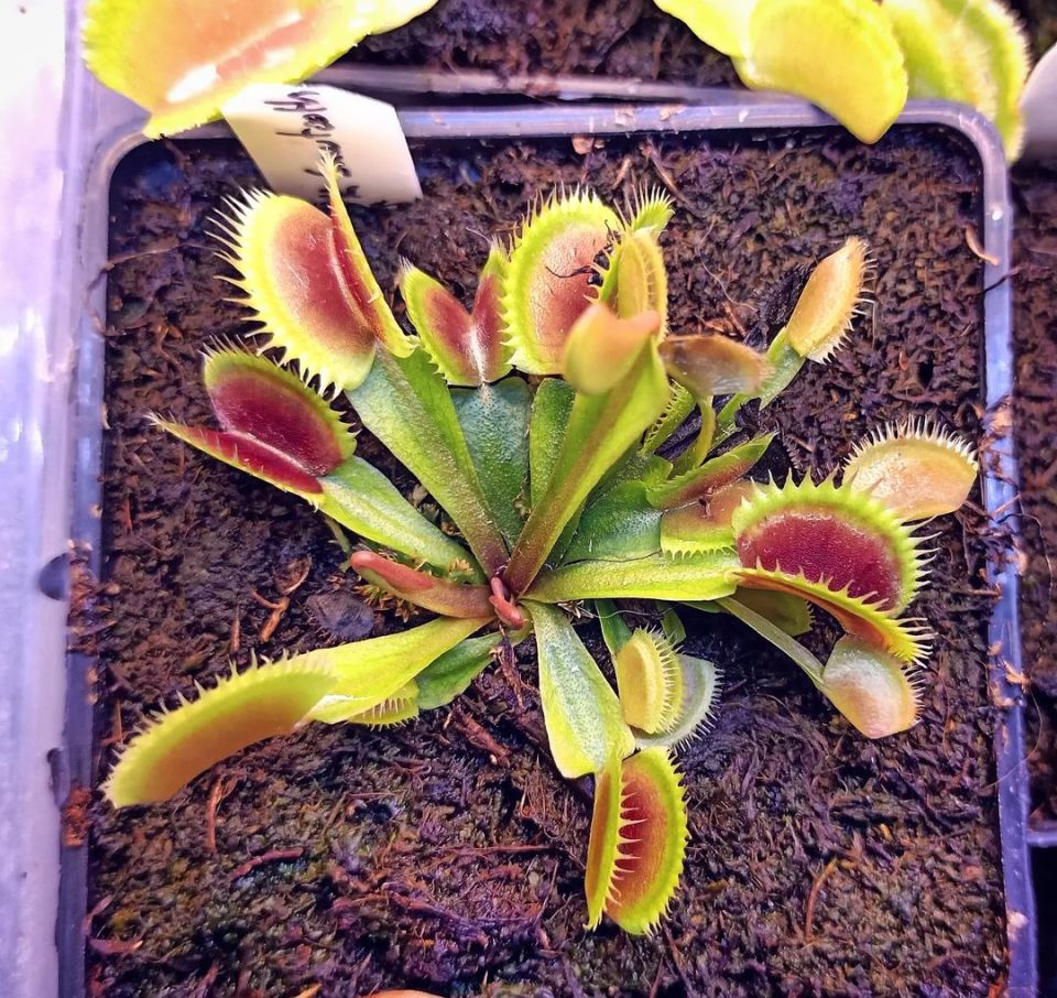 Dionaea muscipula ''UK Sawtooth''