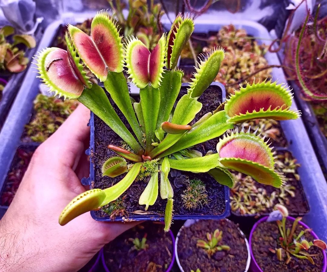 Dionaea muscipula ''UK Sawtooth''
