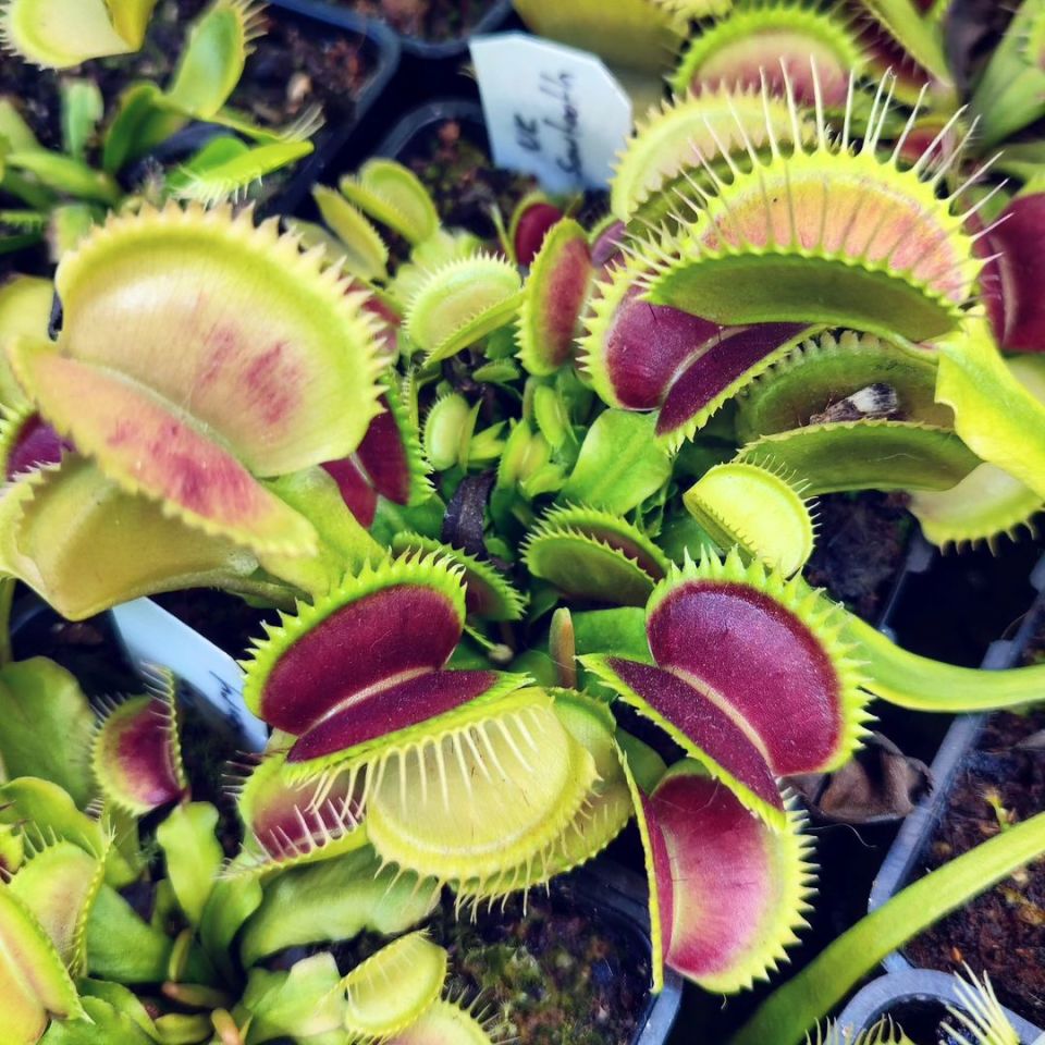 Dionaea muscipula ''UK Sawtooth''