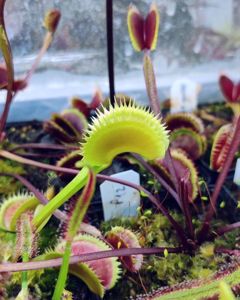 Dionaea muscipula ''UK Sawtooth''
