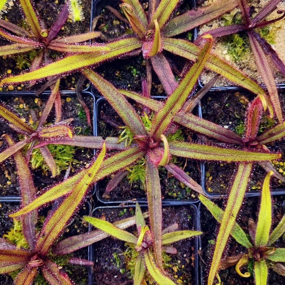 Drosera adelae