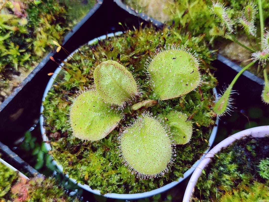 Drosera x andromeda