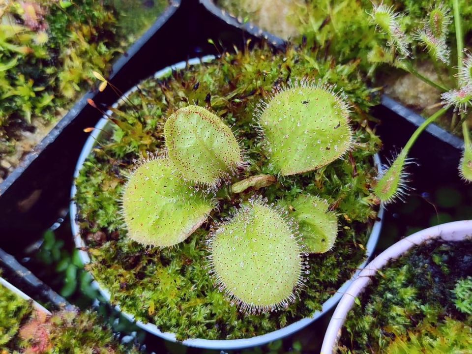 Drosera x andromeda