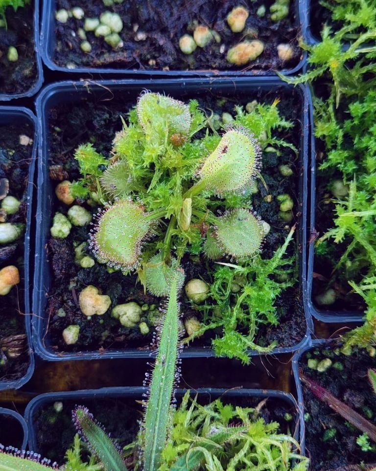 Drosera x andromeda