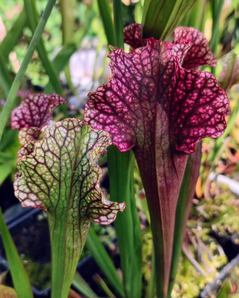 Sarracenia Judith Hindle