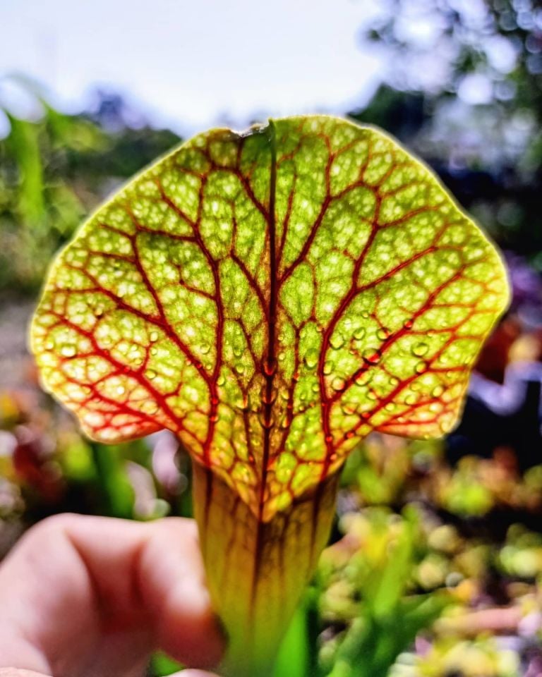 Sarracenia Judith Hindle