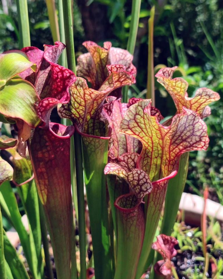 Sarracenia Judith Hindle