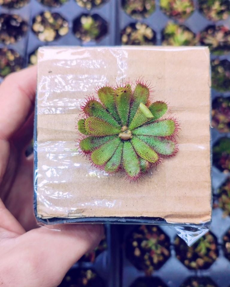 Drosera hamiltonii