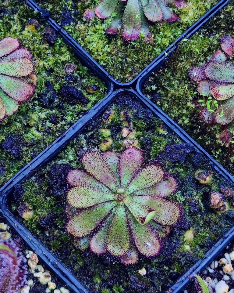 Drosera hamiltonii