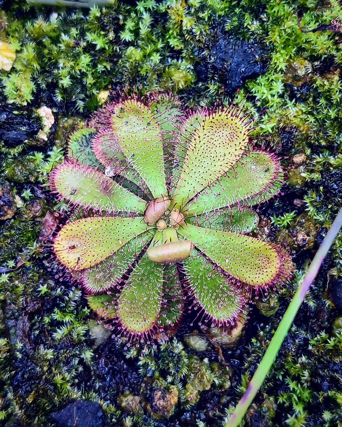 Drosera hamiltonii