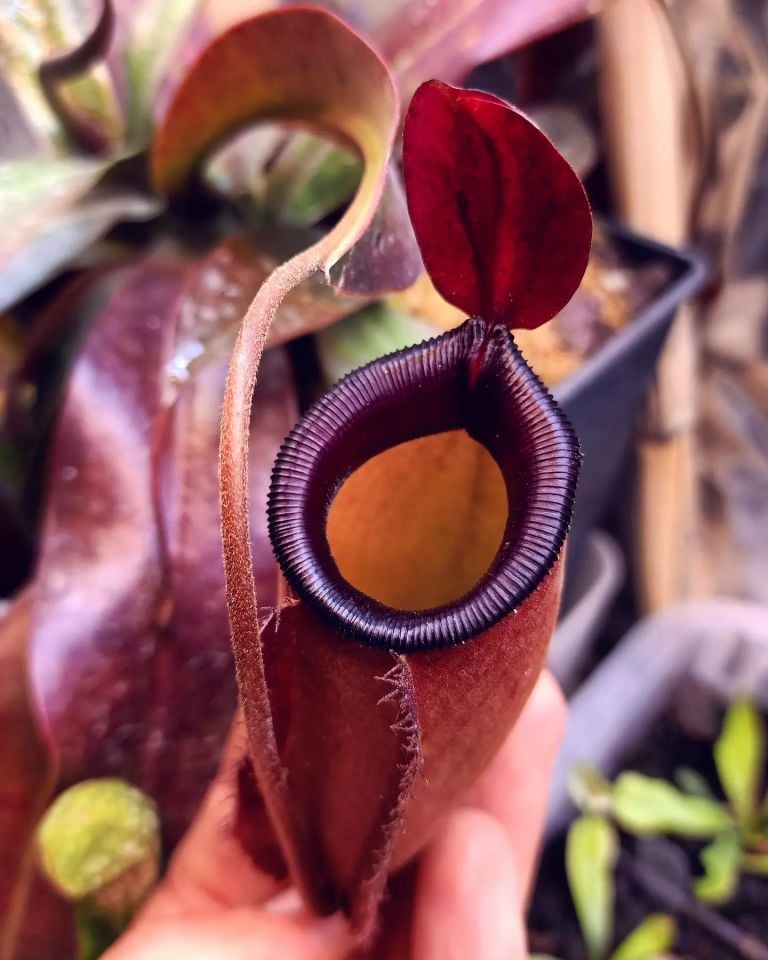 Nepenthes x dark secret