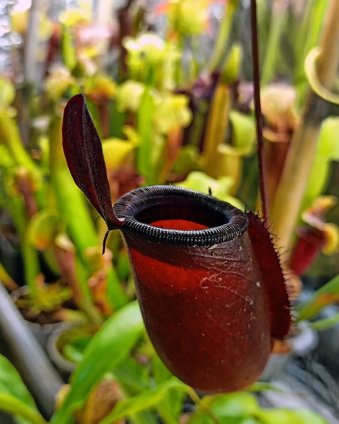 Nepenthes x Dark Secret – Gizemli ve Zarif Etobur Bitki
