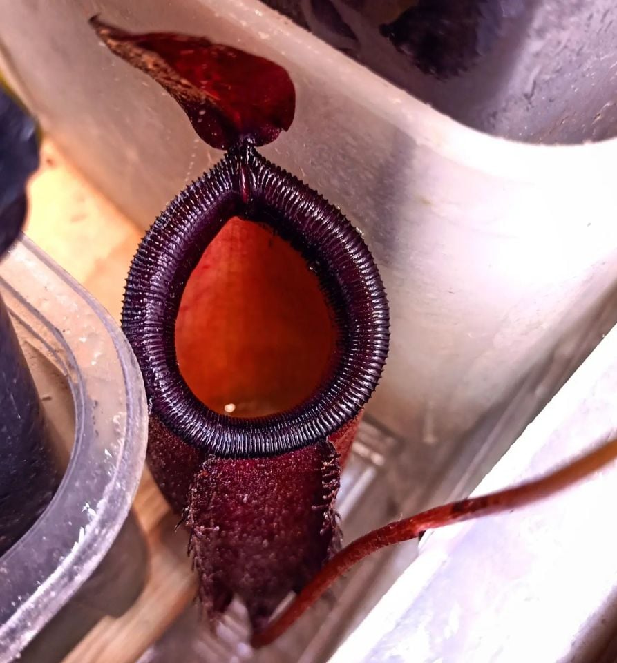 Nepenthes x dark secret
