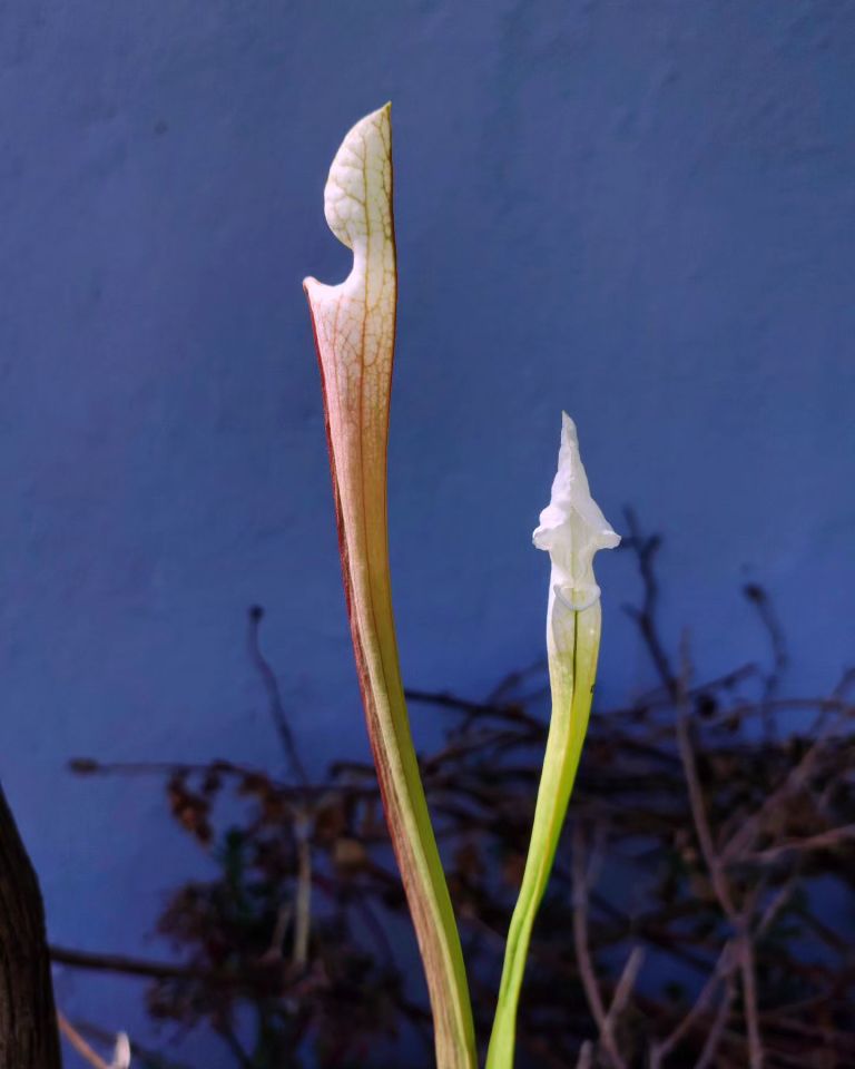 Sarracenia leucophylla 'Schnell's ghost'