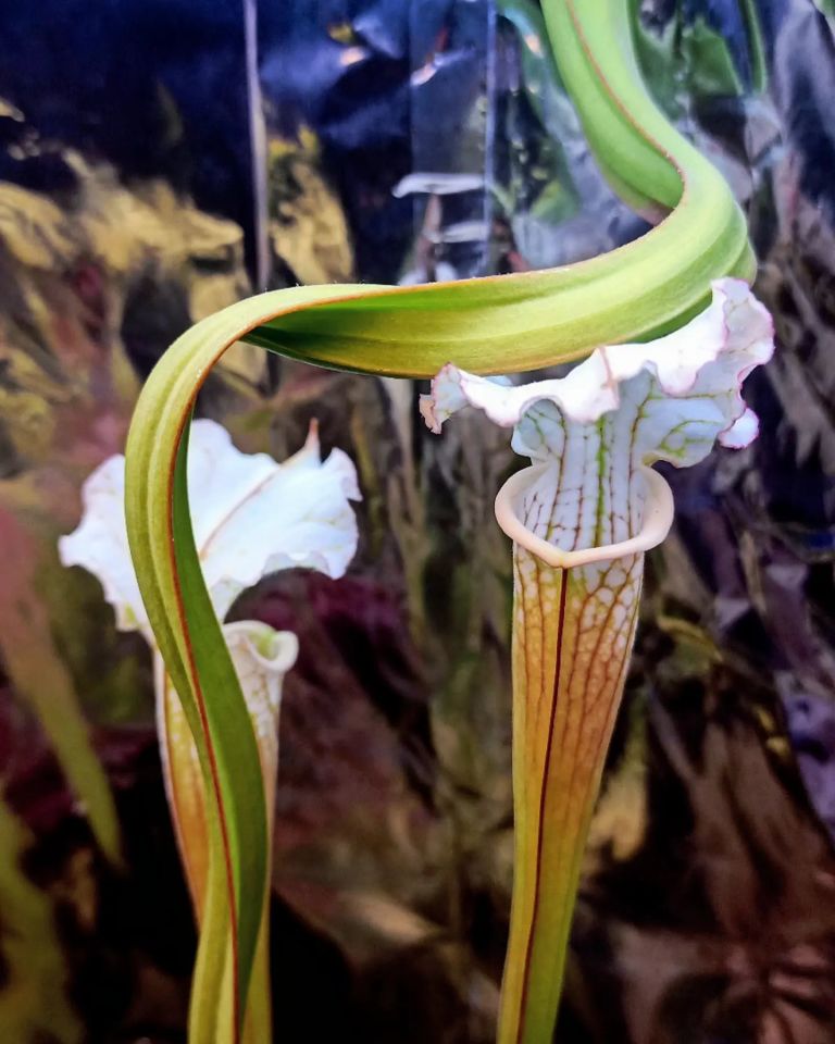 Sarracenia leucophylla 'Schnell's ghost'
