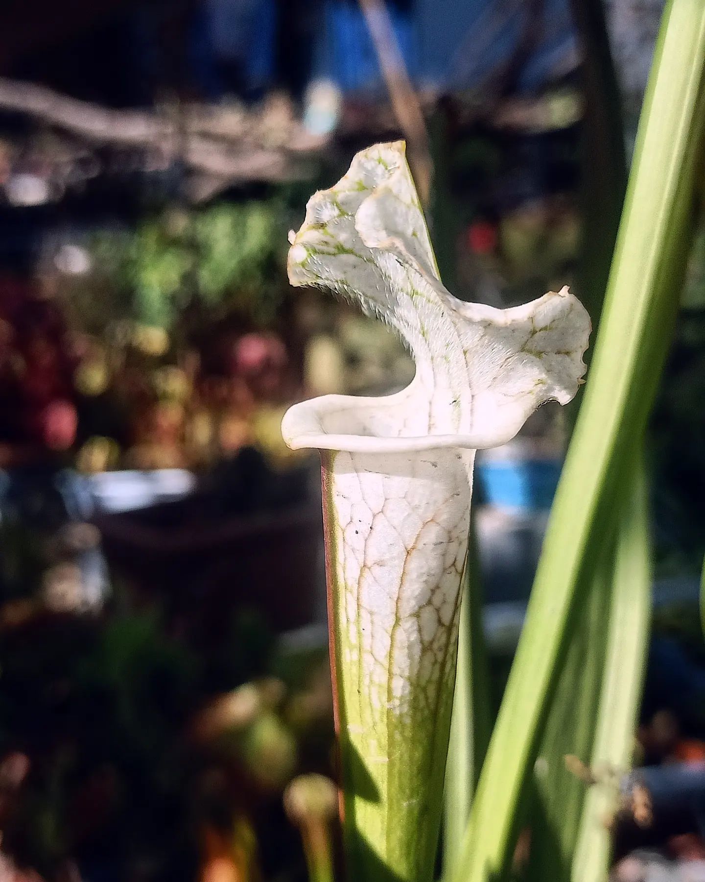 Sarracenia leucophylla 'Schnell's ghost'