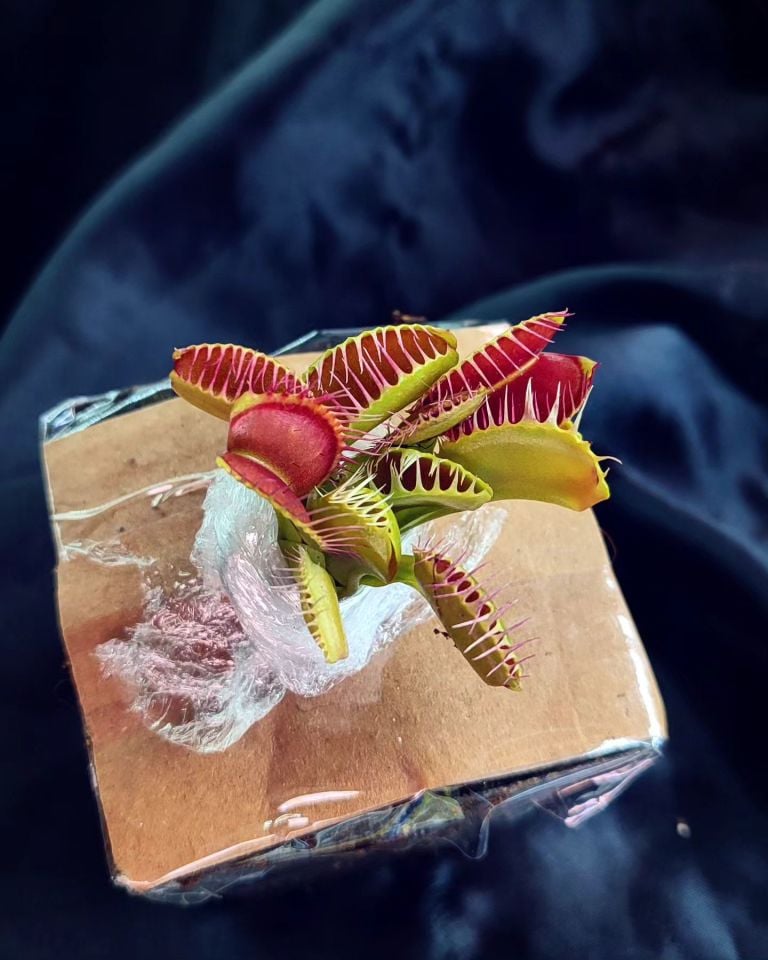 Dionaea muscipula ''fang''