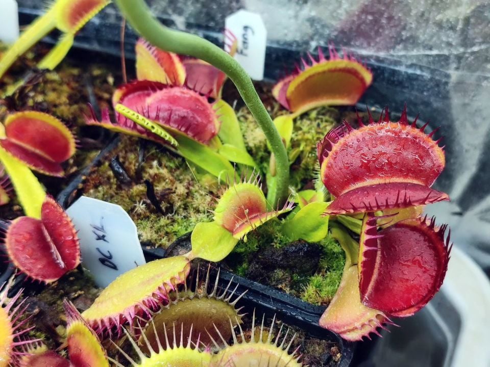 Dionaea muscipula ''fang''