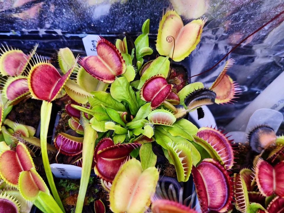 Dionaea muscipula ''fang''