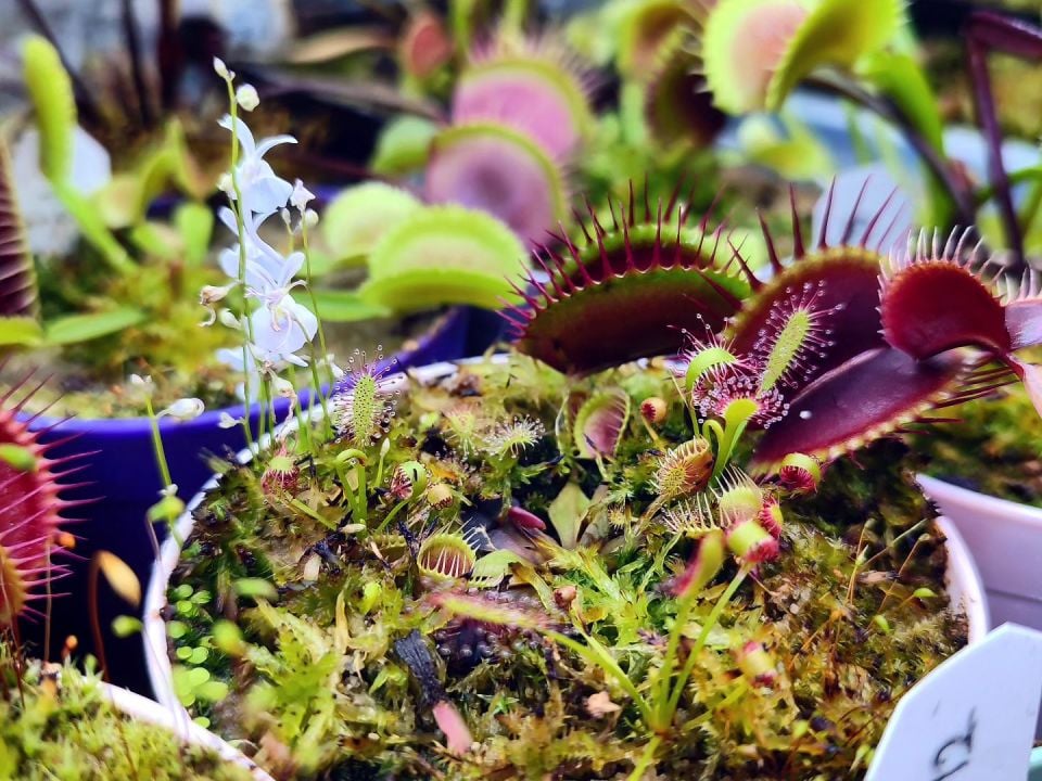 Dionaea muscipula ''cupped trap''