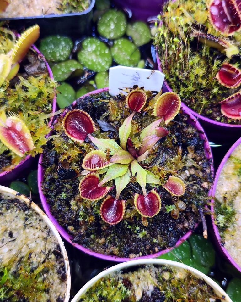 Dionaea muscipula ''cupped trap''