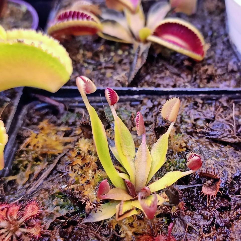 Dionaea muscipula ''cupped trap''