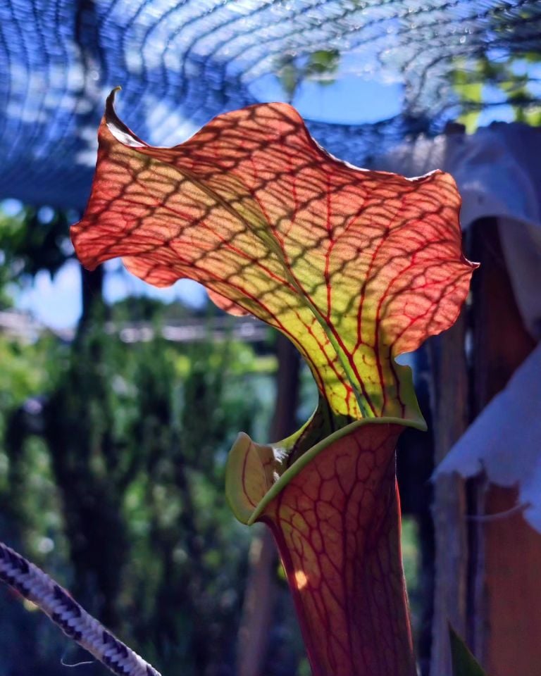 Sarracenia Alata red lid x Flava Ornata