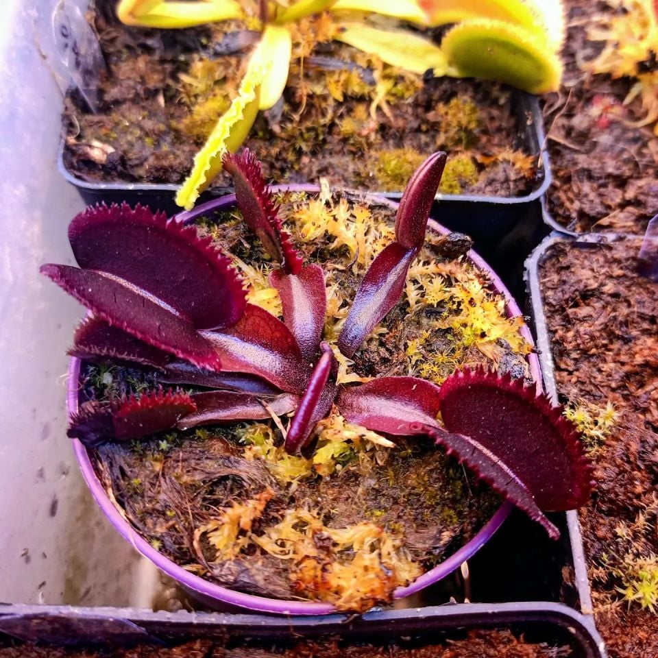 Dionaea muscipula ''Bohemian Garnet''