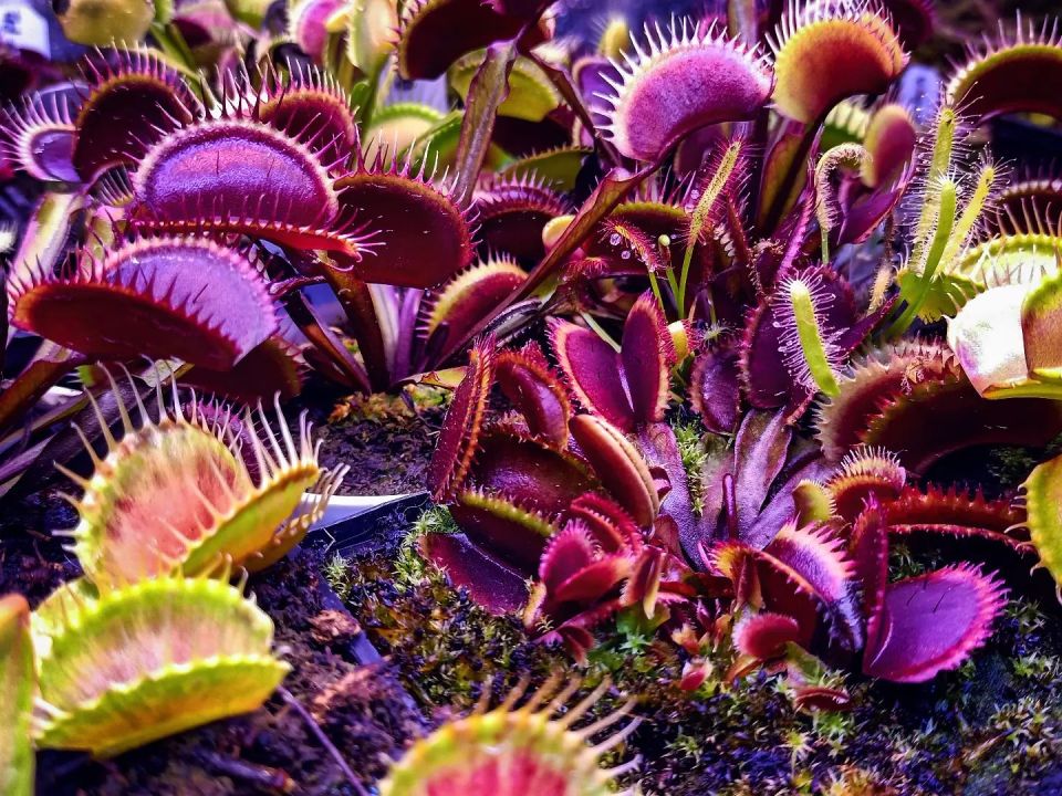 Dionaea muscipula ''Bohemian Garnet''