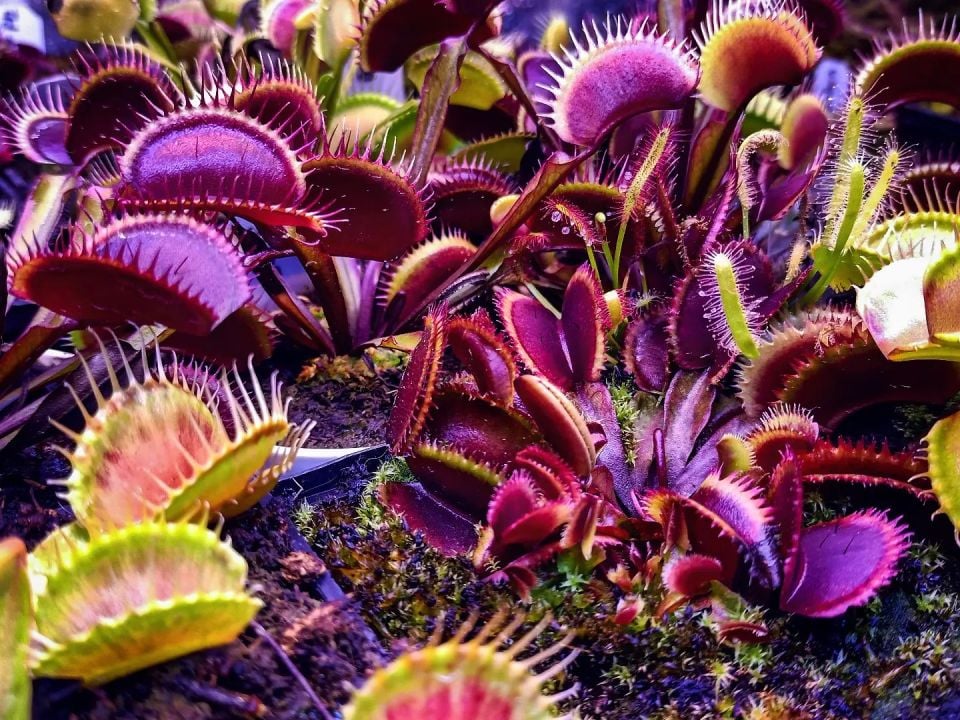 Dionaea muscipula ''Bohemian Garnet''