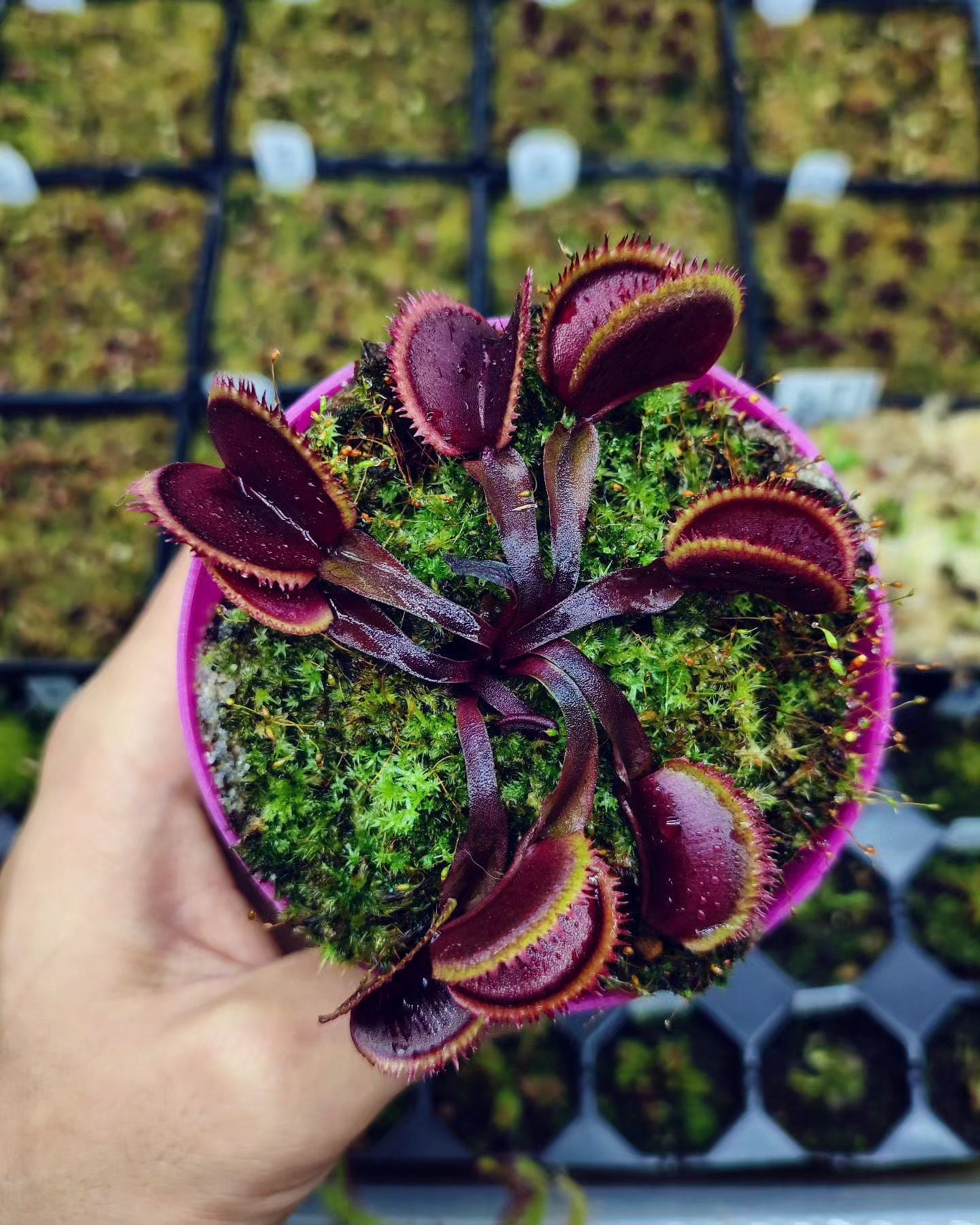 Dionaea muscipula ''Bohemian Garnet''