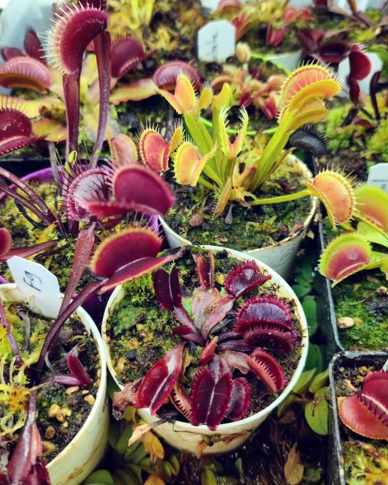 Dionaea muscipula ''Bohemian Garnet''