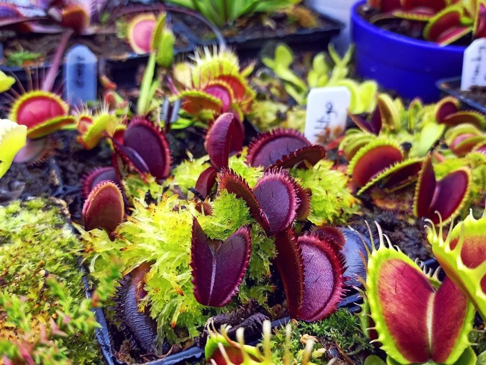 Dionaea muscipula ''Bohemian Garnet''