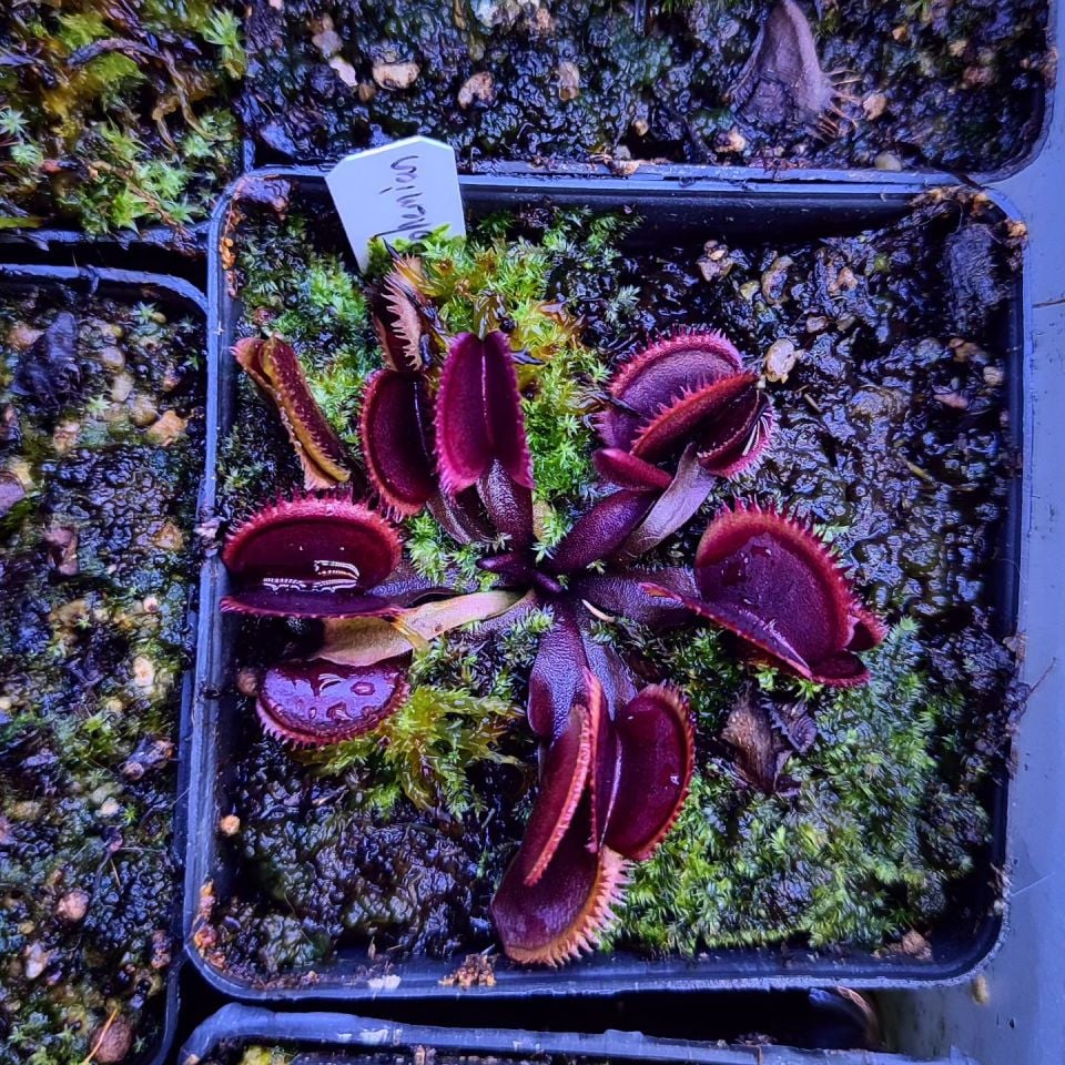 Dionaea muscipula ''Bohemian Garnet''