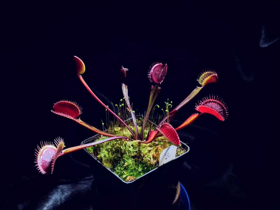 Dionaea muscipula ''BCP f12''