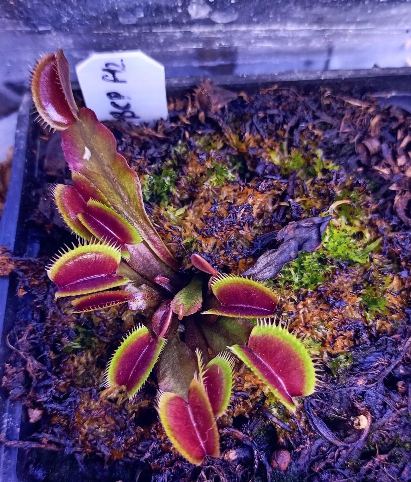 Dionaea muscipula ''BCP f12''