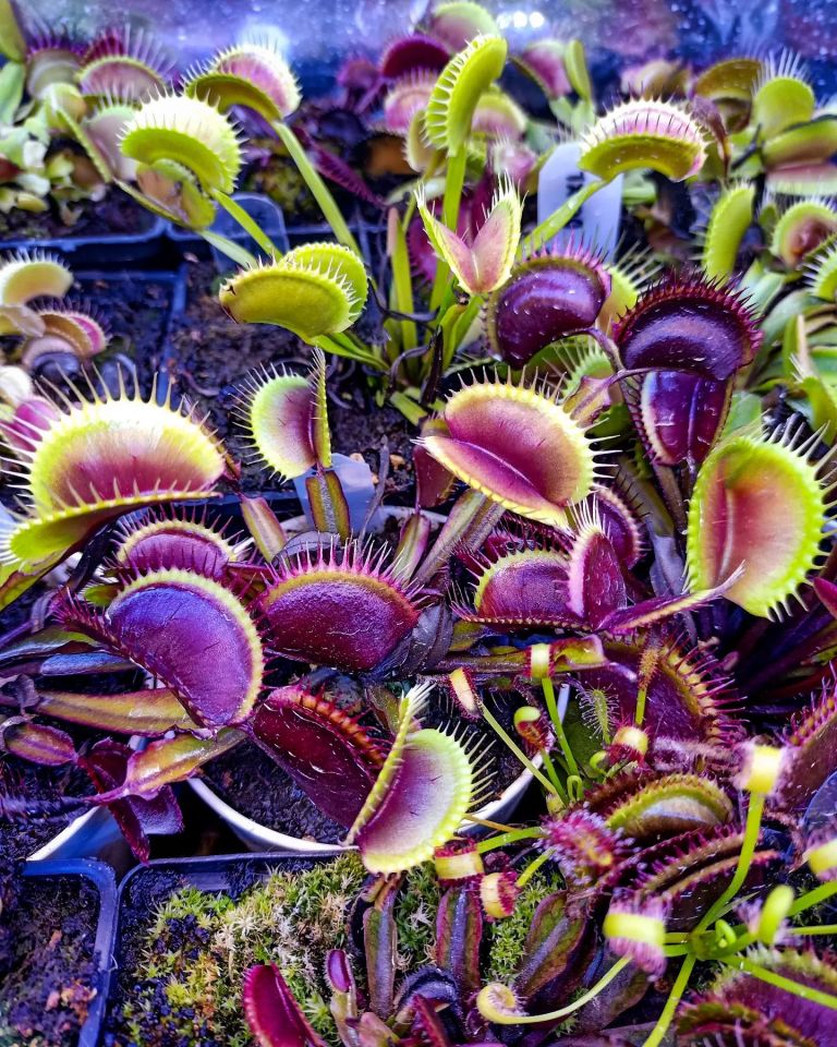 Dionaea muscipula ''BCP f12''