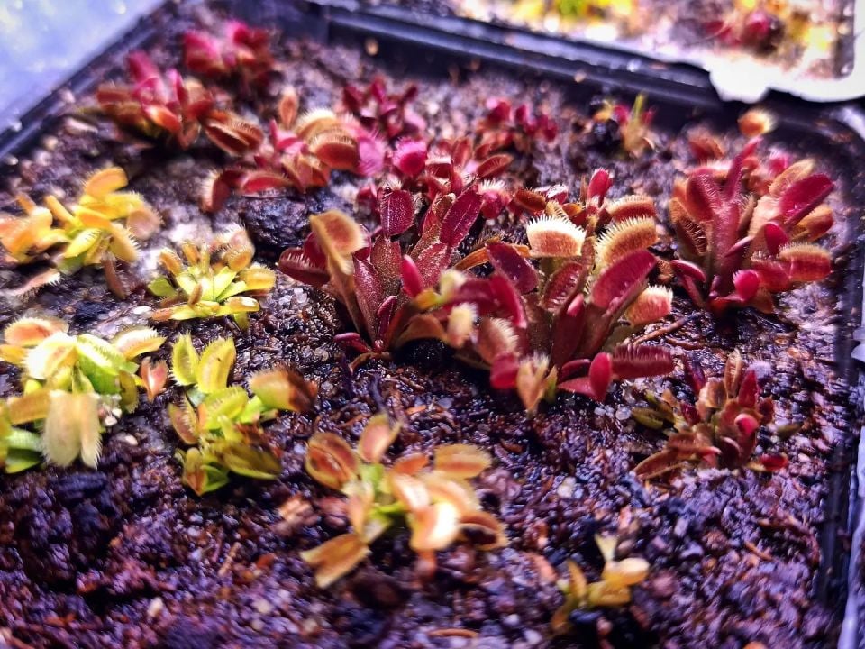 Dionaea muscipula ''BCP f12''