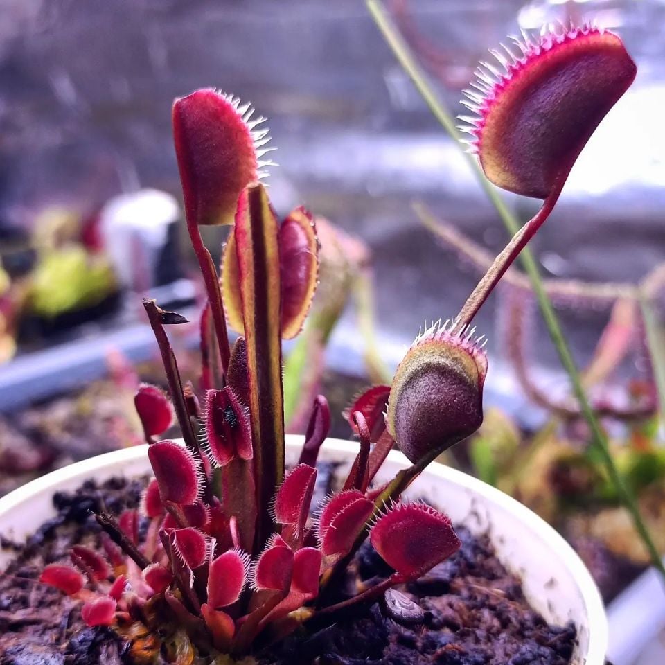 Dionaea muscipula ''BCP f12''