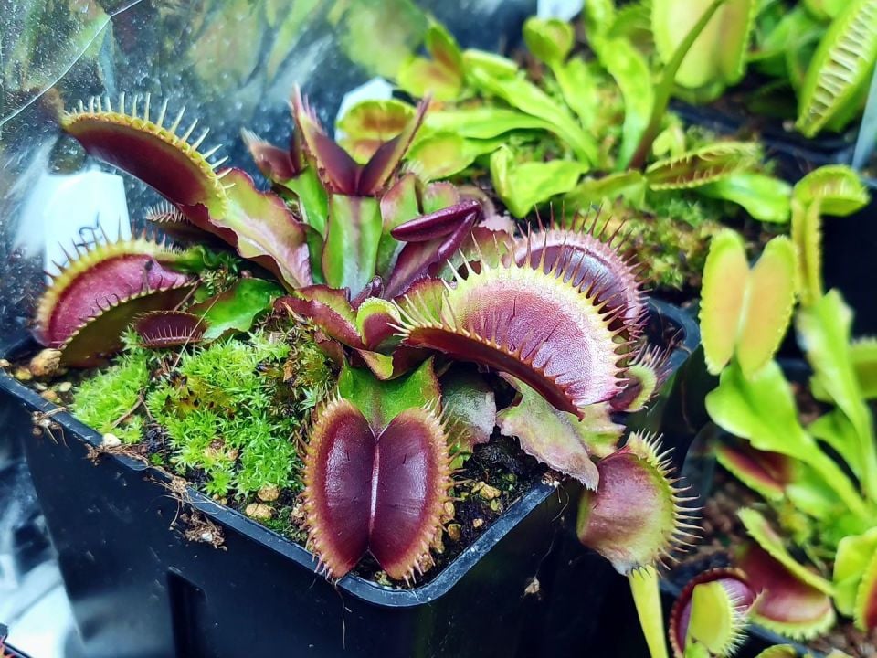 Dionaea muscipula ''BCP f12''