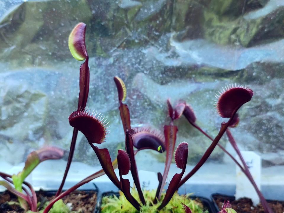 Dionaea muscipula ''BCP f12''